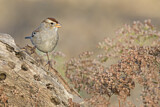 Image. White-crowned Sparrow