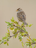 Image. White-crowned Sparrow
