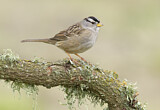 Image. White-crowned Sparrow