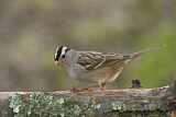 Image. White-crowned Sparrow