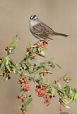 Image. White-crowned Sparrow