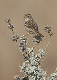 Image. White-crowned Sparrow