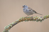Image. White-crowned Sparrow