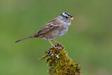 Image. White-crowned Sparrow