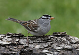 Image. White-crowned Sparrow