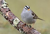 Image. White-crowned Sparrow