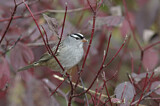Image. White-crowned Sparrow