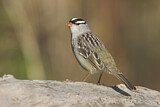 Image. White-crowned Sparrow