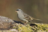 Image. White-crowned Sparrow