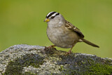 Image. White-crowned Sparrow