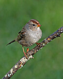 Image. White-crowned Sparrow