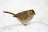 Image. White-crowned Sparrow