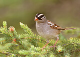 Image. White-crowned Sparrow