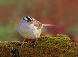 Image. White-crowned Sparrow