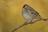 Image. White-crowned Sparrow