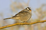 Image. White-crowned Sparrow