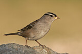 Image. White-crowned Sparrow