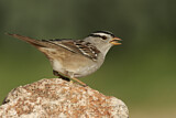 Image. White-crowned Sparrow