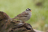 Image. White-crowned Sparrow