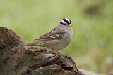 Image. White-crowned Sparrow