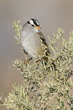 Image. White-crowned Sparrow