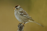 Image. White-crowned Sparrow