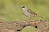 Image. White-crowned Sparrow