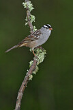 Image. White-crowned Sparrow