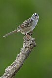Image. White-crowned Sparrow