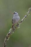 Image. White-crowned Sparrow
