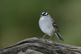 Image. White-crowned Sparrow