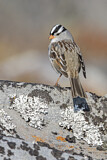 Image. White-crowned Sparrow