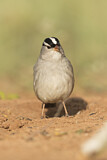 Image. White-crowned Sparrow