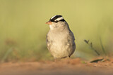 Image. White-crowned Sparrow