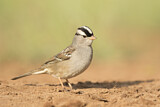 Image. White-crowned Sparrow