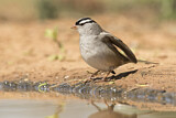 Image. White-crowned Sparrow