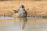 Image. White-crowned Sparrow