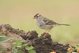 Image. White-crowned Sparrow