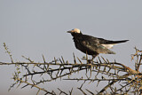 Image. White-crowned Starling