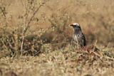 Image. White-crowned Starling