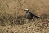 Image. White-crowned Starling