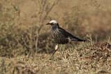Image. White-crowned Starling