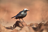 Image. White-crowned Starling