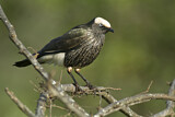 Image. White-crowned Starling