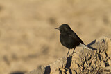 Image. White-crowned Wheatear