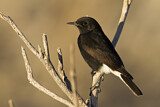 Image. White-crowned Wheatear