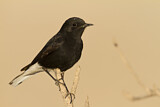 Image. White-crowned Wheatear