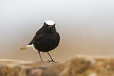 Image. White-crowned Wheatear