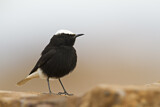 Image. White-crowned Wheatear