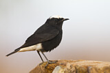 Image. White-crowned Wheatear